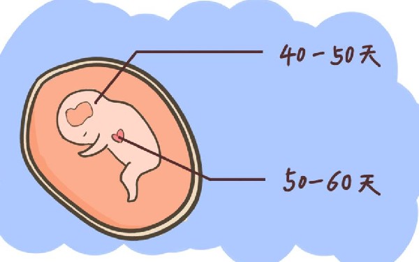 试管移植后每天都喝一碗鲫鱼汤能成功怀孕吗